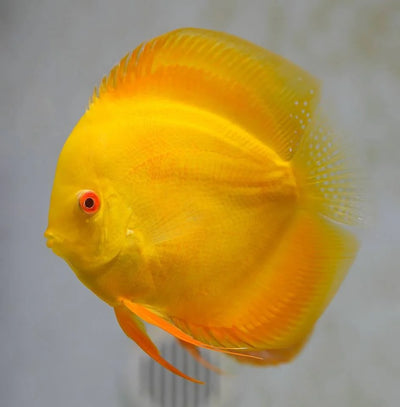 Yellow Discus Fish