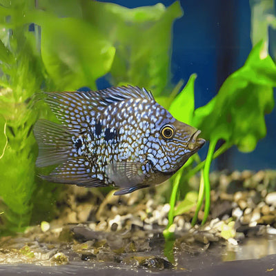 GREEN TEXAS CICHLID 10cm