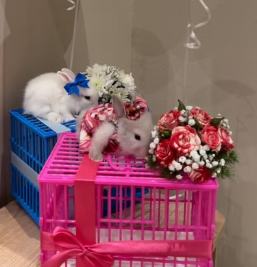 هدية الأرنب