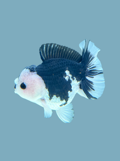 ORANDA PANDA 13-15 CM