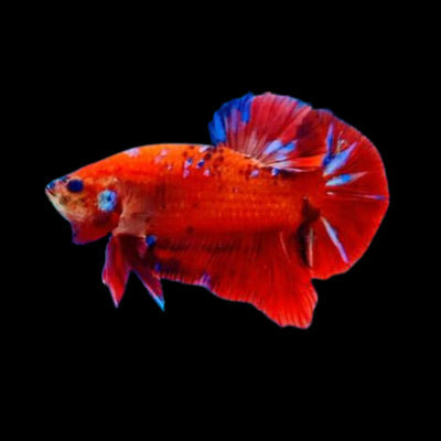 GIANT KOI BETTA