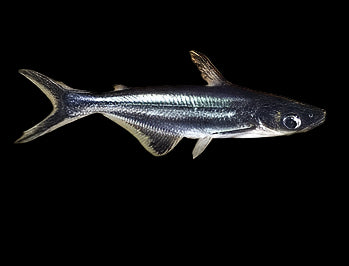 PENGASIUS SHARK 10CM
