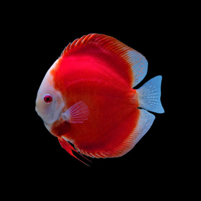 Red Melon Discus Fish