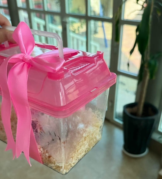 فرخ ببغاء الشمس