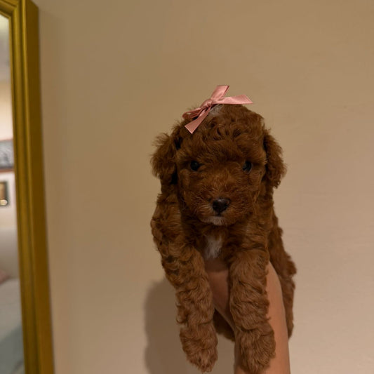 Red Toy poodle