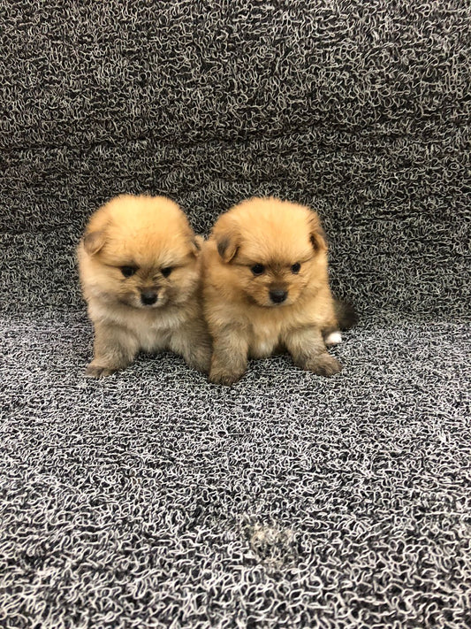 جراء بوميرانيان