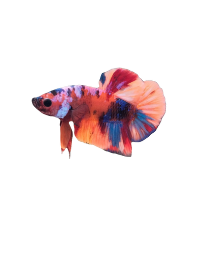 KOI PLAKAT MALE BETTA FISH