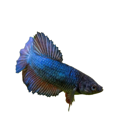 Betta Female