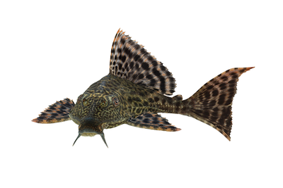 Spoted Sucker Fish