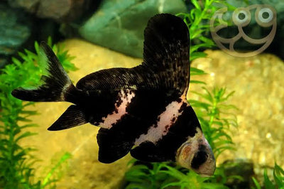 High Fin Banded Shark