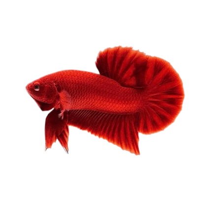 Super Red plakat Betta
