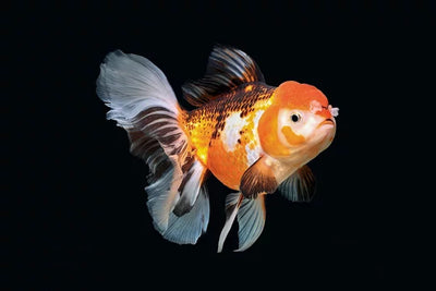 ORANDA Fish mix