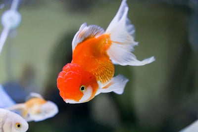 ORANDA gold mix Big size