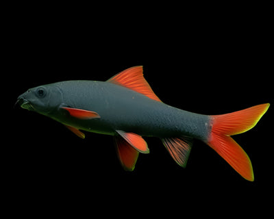 RAINBOW SHARK FISH