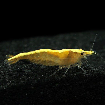 YELLOW GOLDLINE SHRIMPS 1.5cm (Neocaridina)