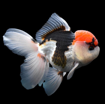 Tri Color Oranda