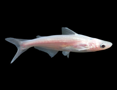 ALBINO PENGASIUS SHARK