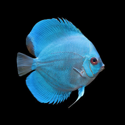 Blue Diamond Discus Fish