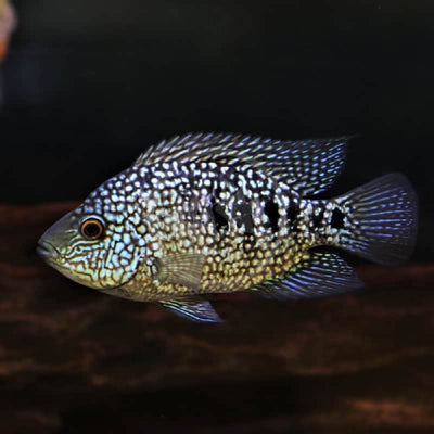 GREEN TEXAS CICHLID 8cm