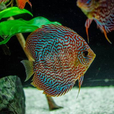 Snake Skin Discus Fish