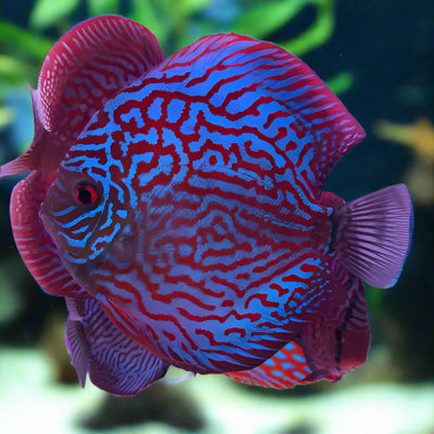 Blue Turquoise Discus Fish
