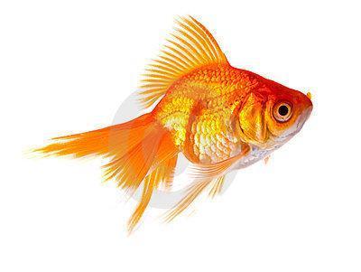 GOLD FISH