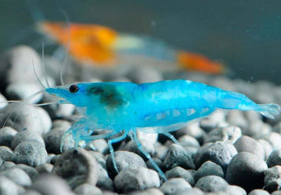 CHERRY BLUE SHRIMPS 1.5cm (Neocaridina)
