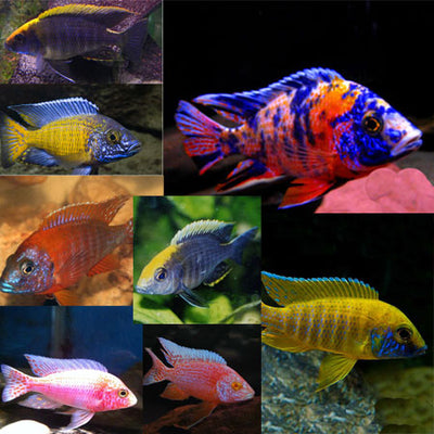 MALAWI CICHLID MIX 10-12cm