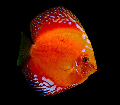 Marlboro Red Discus Fish