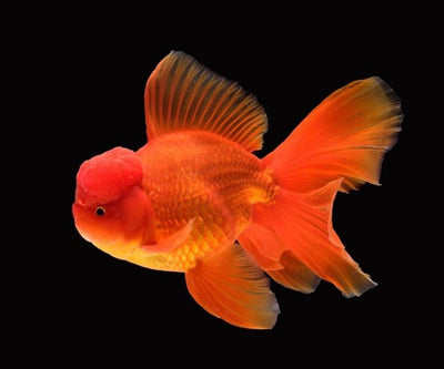 GOLD FISH ORANDA 11-12CM