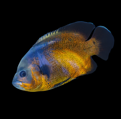COPPER OSCAR FISH 8cm