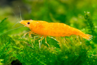 ORANGE SHRIMPS 1.5cm (Neocaridina)