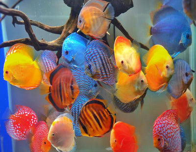 Discus Mix Color 6CM