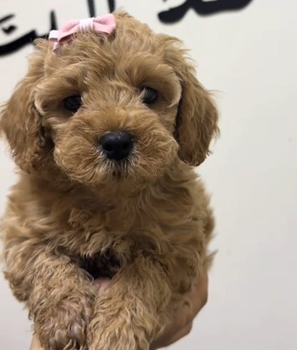 لعبة بودل مشمش