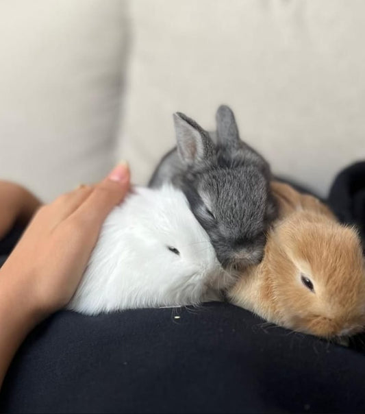 هدية الأرنب