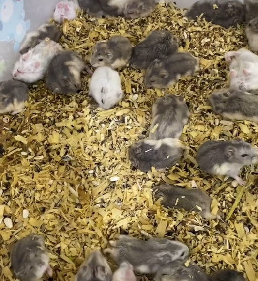 هدية الهامستر