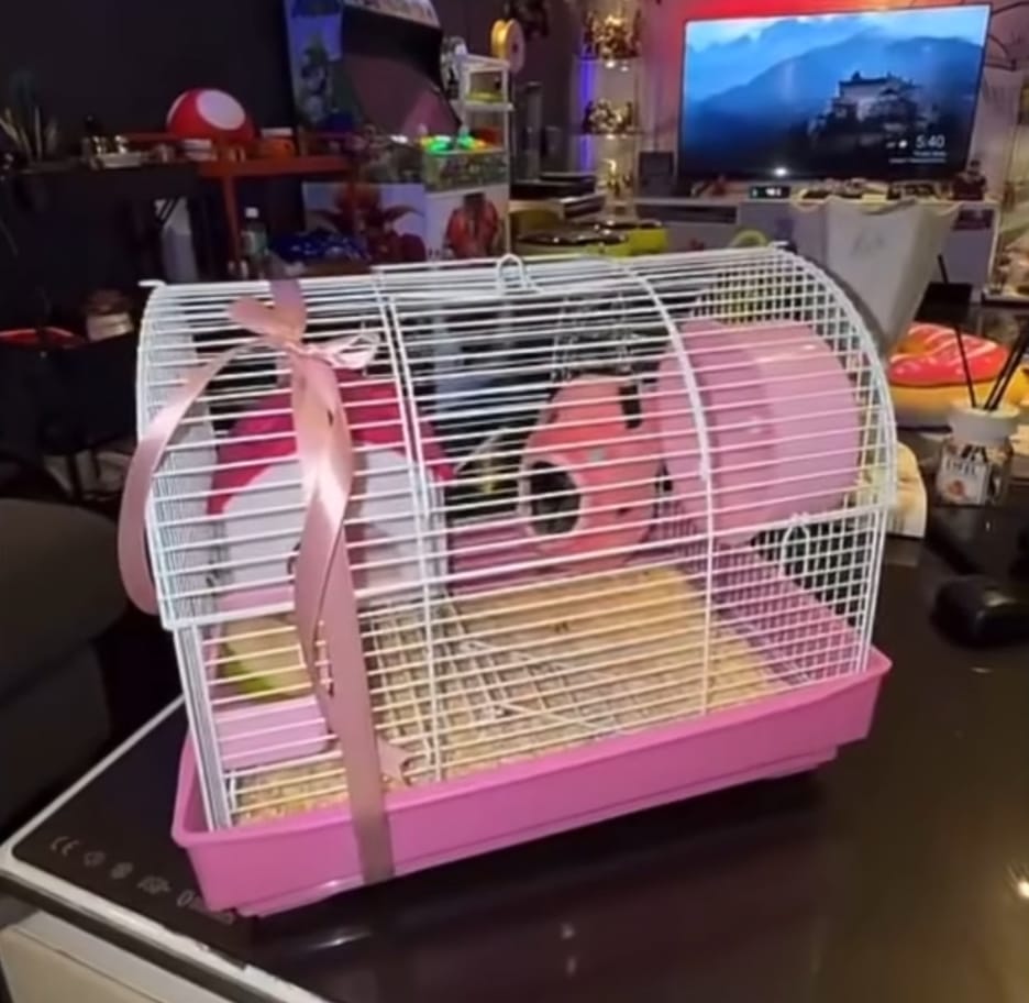 Sugar Glider Gift