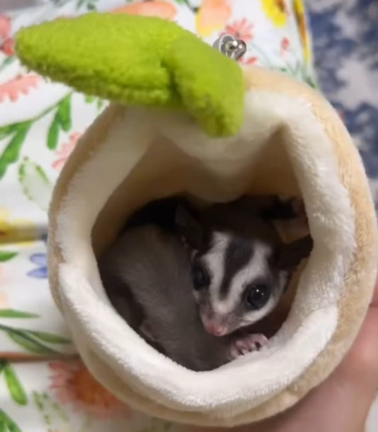 هدية طائر السكر