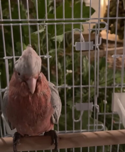 cockatoo gala