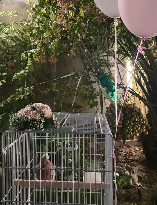 cockatoo gala