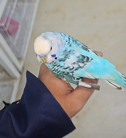 Lovebirds (Budgies / Parakeets)