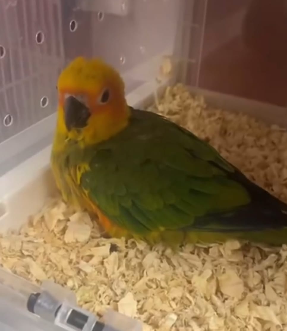 Sun Conure chick