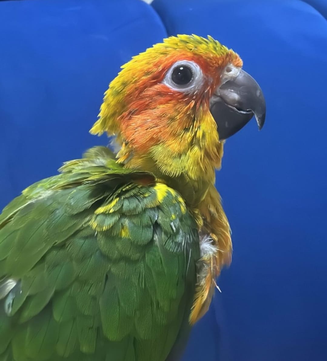 Sun Conure chick