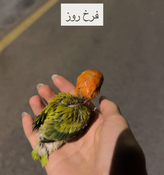 فراخ طيور الحب