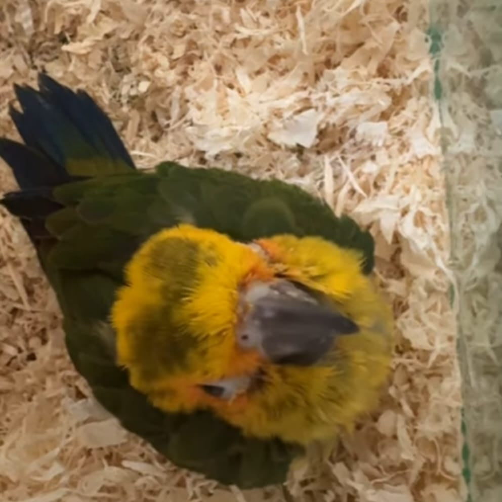 Sun Conure chick
