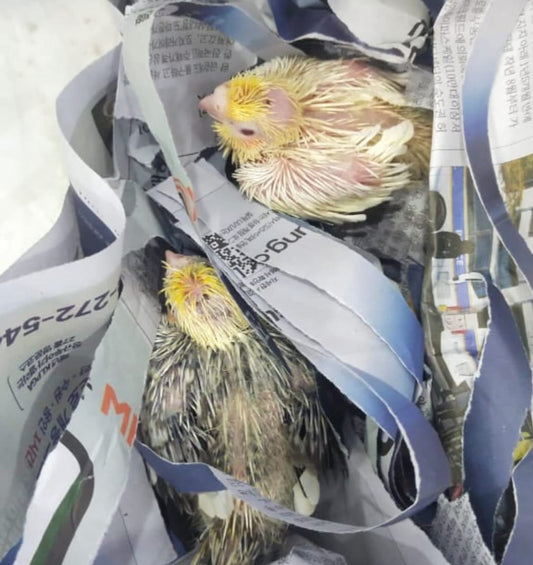 فتاة الكوكتيل