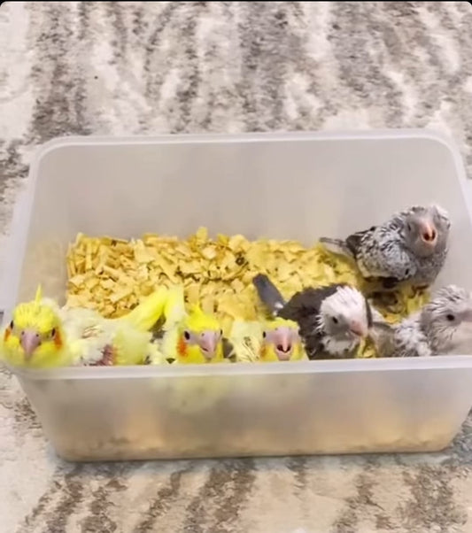 فتاة الكوكتيل