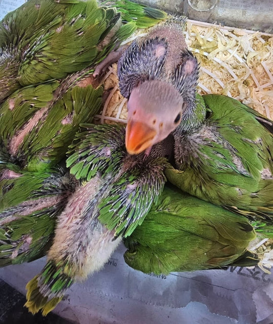 فراخ الببغاء الهندي