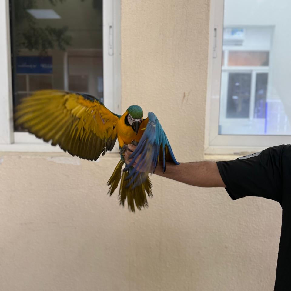 Macaw