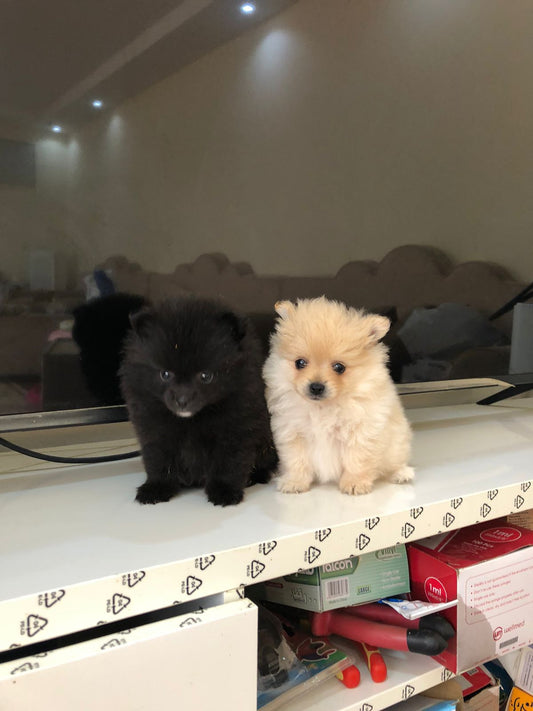 جرو بوميرانيان